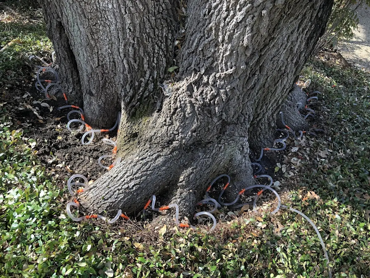 Detailed Shrub and Hedge Trimming job site in Heth