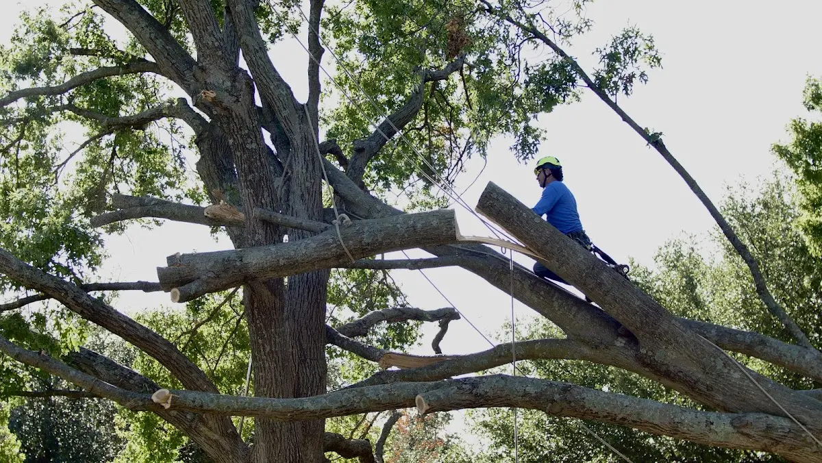 Professional Hazardous Tree Removal performed by certified arborists in Heth