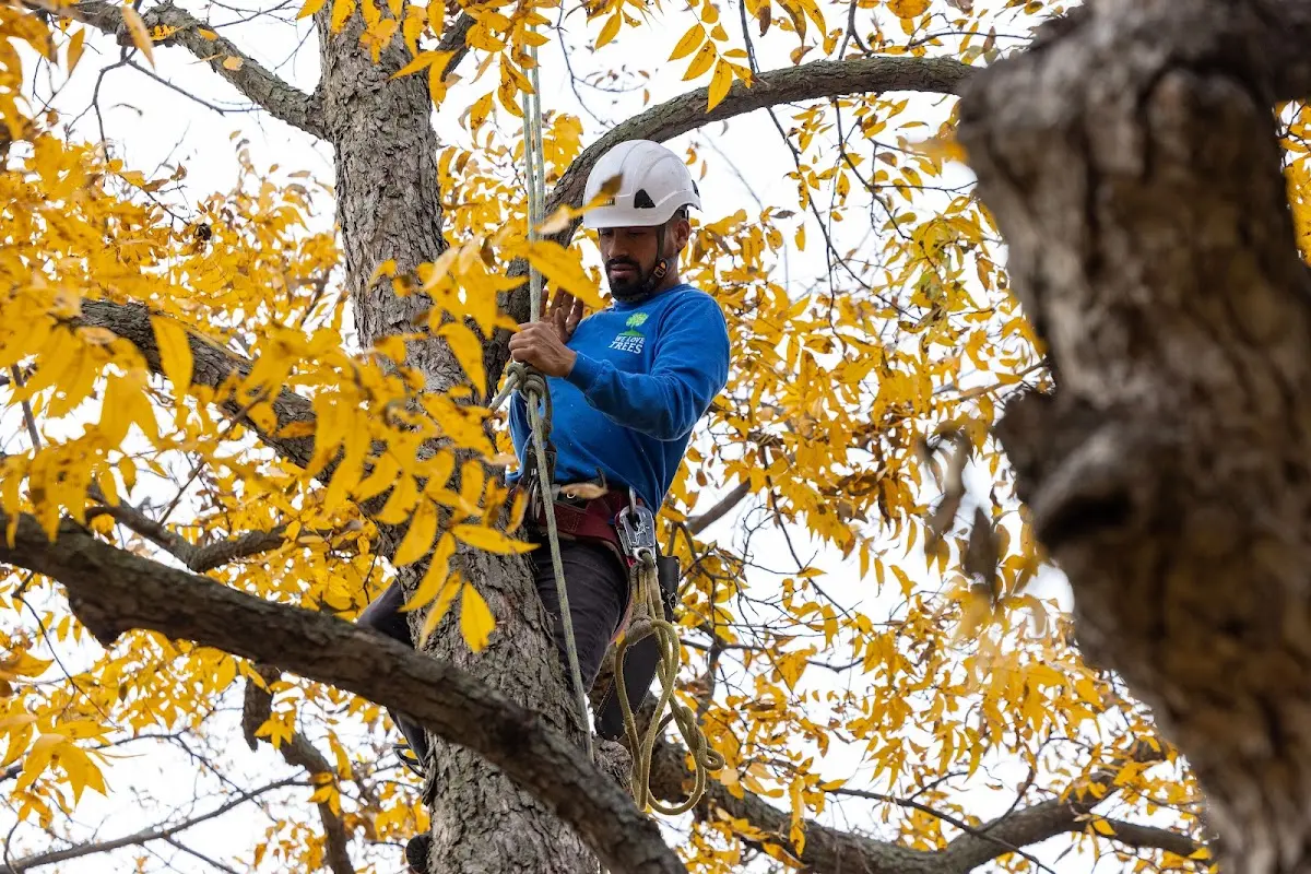 Skilled Storm Damage Cleanup crew working in Heth